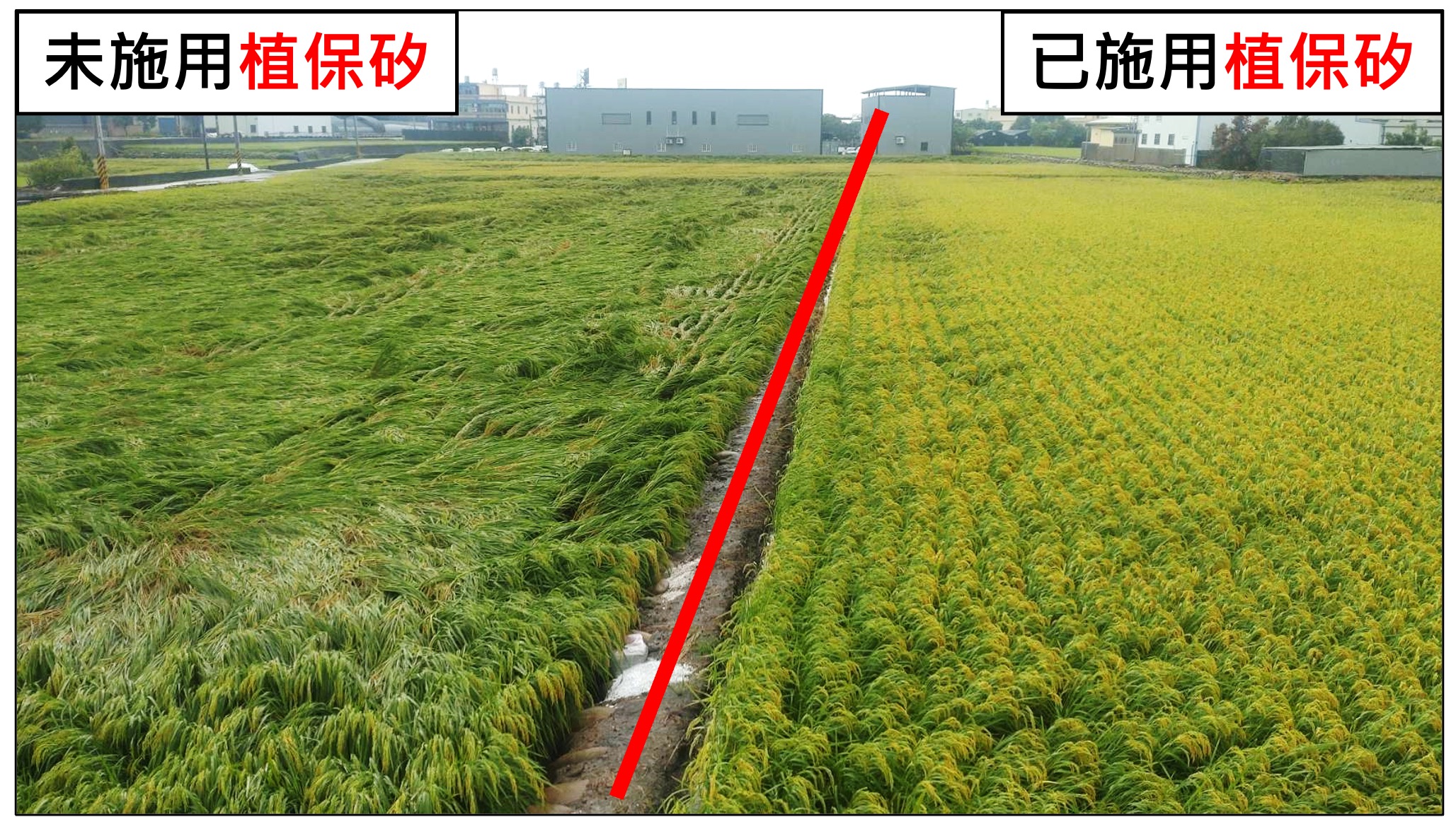 植保矽液態矽酸鉀肥料|水稻抗病抗倒伏推薦|台茂寬騰矽肥工廠