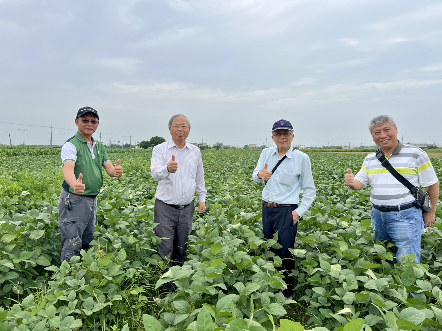 穀麗鈣 × 根益茂應用於毛豆提升作物生長勢與田間整齊度