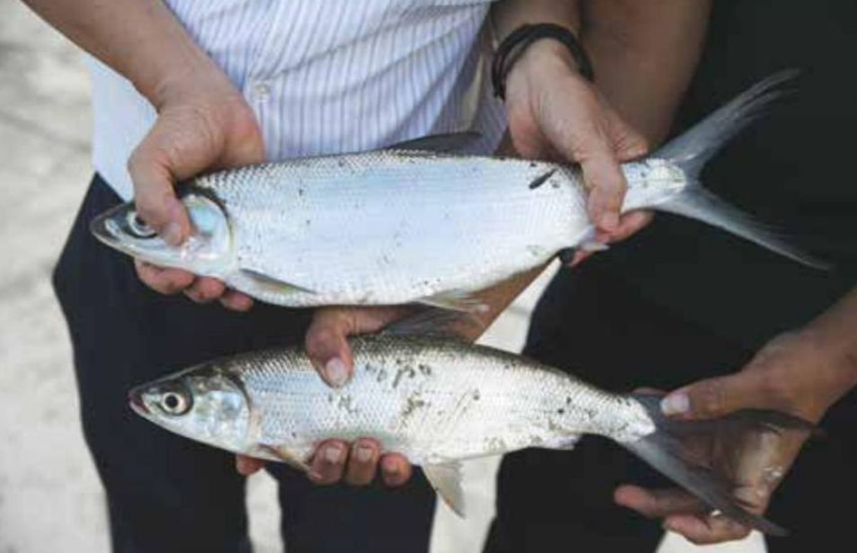 CommonWealth Magazine's Smile Taiwan Report: Making Microorganisms More Powerful to Increase Production and Value of Agricultural, Livestock and Aquatic Products